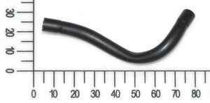 trachea