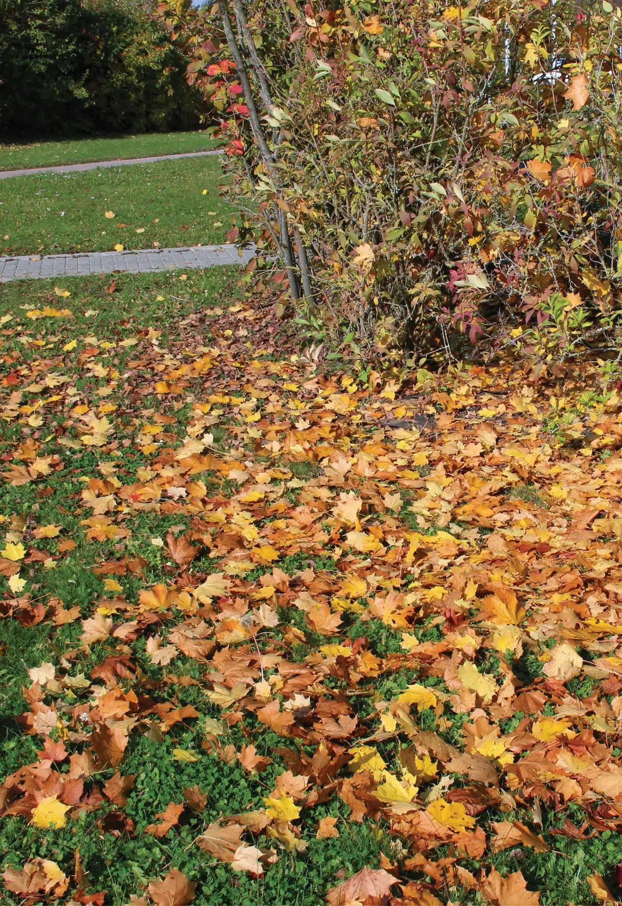 einhell-expert-cordless-leaf-vacuum-3433600-example_usage-001